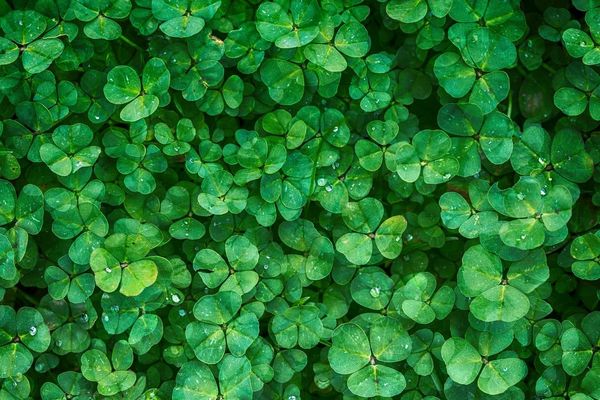 Геморагічний васкуліт - лікування сучасними методами Геморагічний васкуліт - лікування сучасними методами